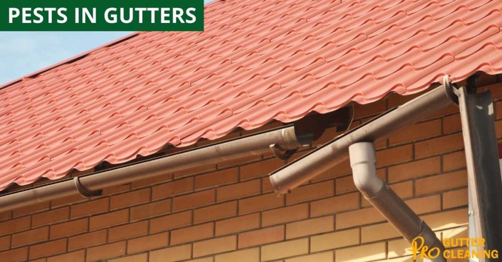 PESTS IN GUTTERS