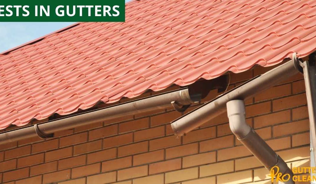 PESTS IN GUTTERS